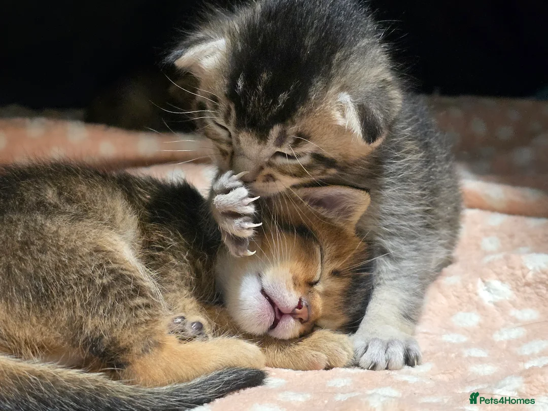 Abyssinian cats for sale: Stunning Kittens – Not to Miss - Advert 3