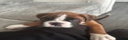 Boxer dogs for sale: Beautiful boxer girl left out of litter of 8.  - Advert 9