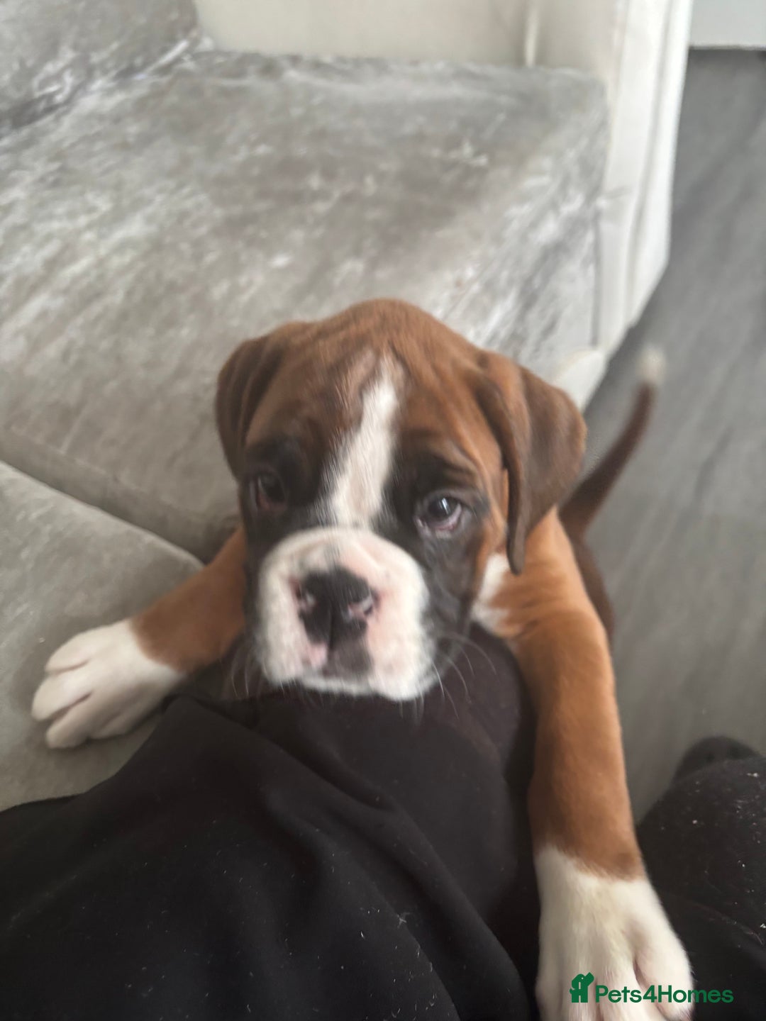 Boxer dogs for sale: Beautiful boxer girl left out of litter of 8.  - Advert 9