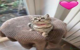 British Shorthair cats for sale: Beautiful registered British Shorthaired Kittens - Image 25