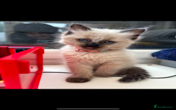 Ragdoll cats for sale: 3 gorgeous rag dolls ready to leave  - Image 4