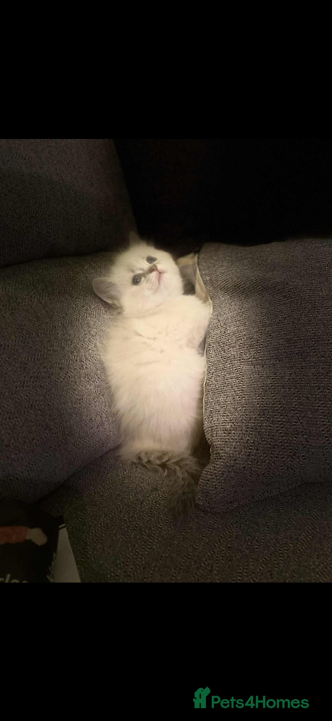 Ragdoll cats for sale: Beautiful ragdoll kittens  - Advert 6