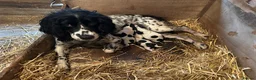Sprocker dogs for sale: sprockers in Banchory - Advert 2