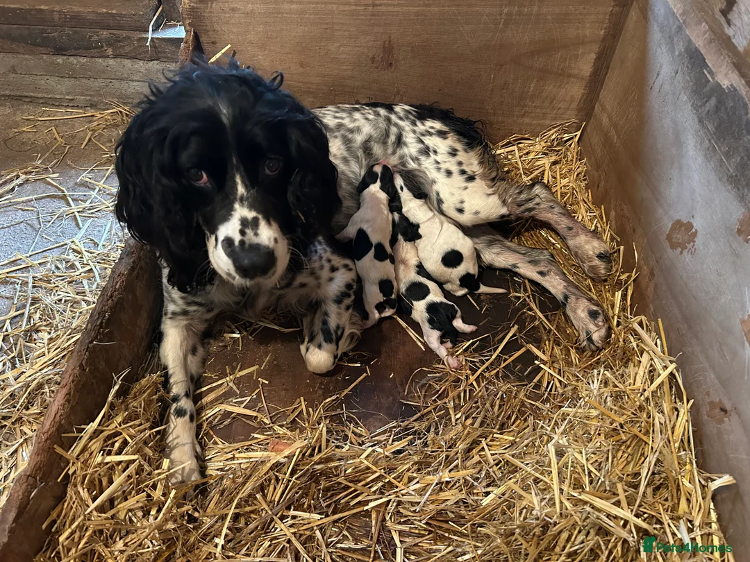 Sprocker dogs for sale: sprockers in Banchory - Advert 2