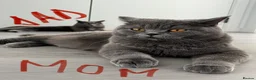 British Shorthair cats for sale: British royal  - Advert 8
