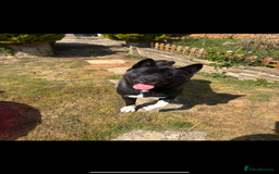 Akita dogs for sale: 18 month old male Akita for sale - Image 3