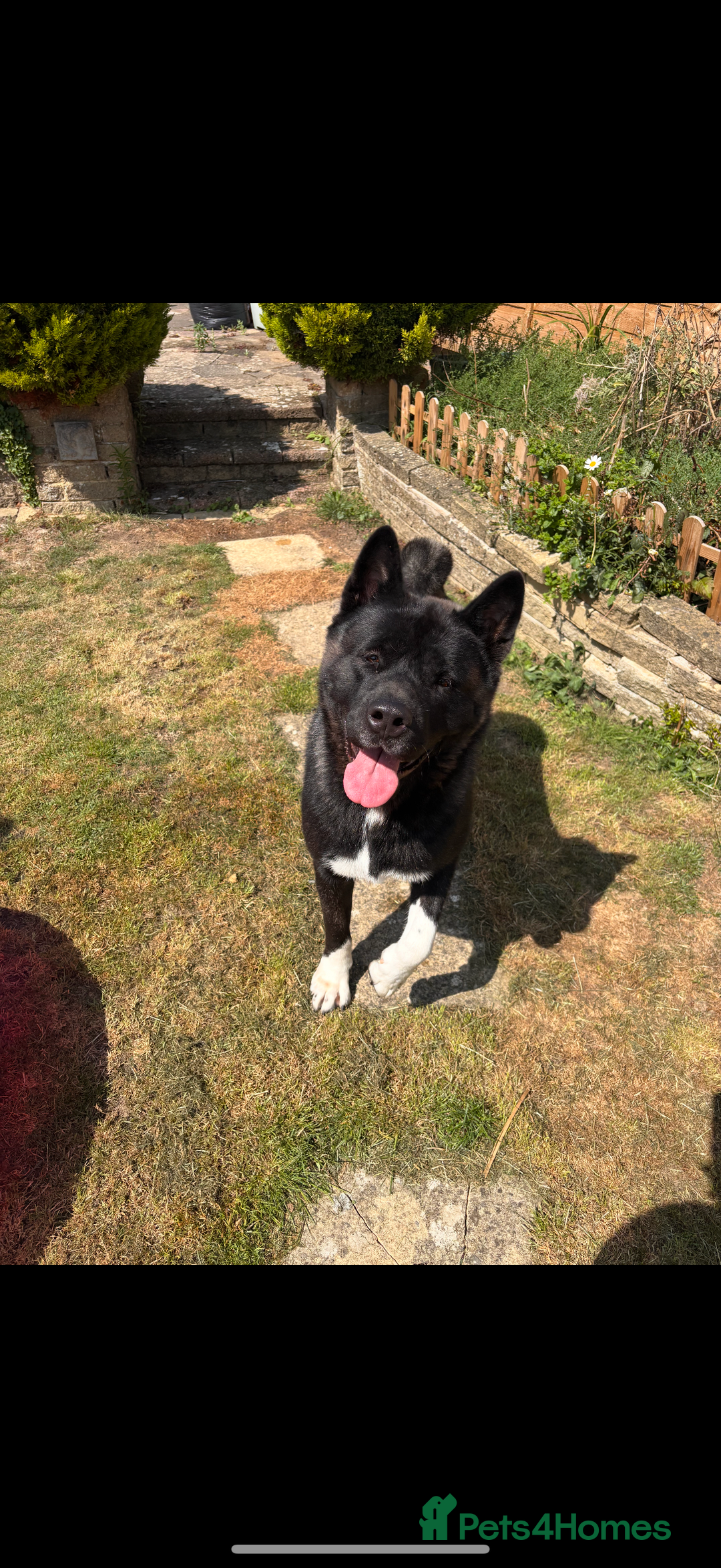 Akita dogs for sale: 18 month old male Akita for sale - Image 3