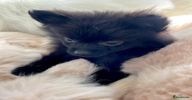 Pomeranian dogs - Advert 15