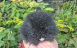Angora rabbits for sale: The cutest black beauties 🖤 - Image 6