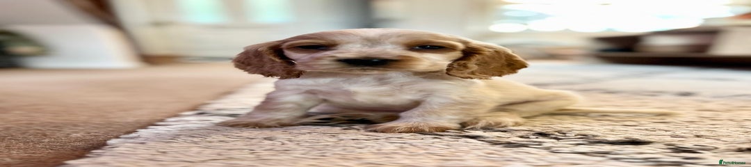 Cocker Spaniel Puppy 4