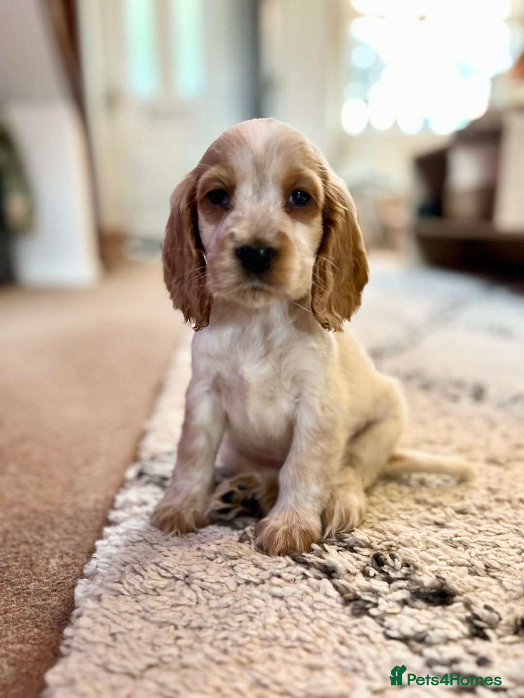 Cocker Spaniel dogs for sale: stunning show quality health tested puppies - Image 5