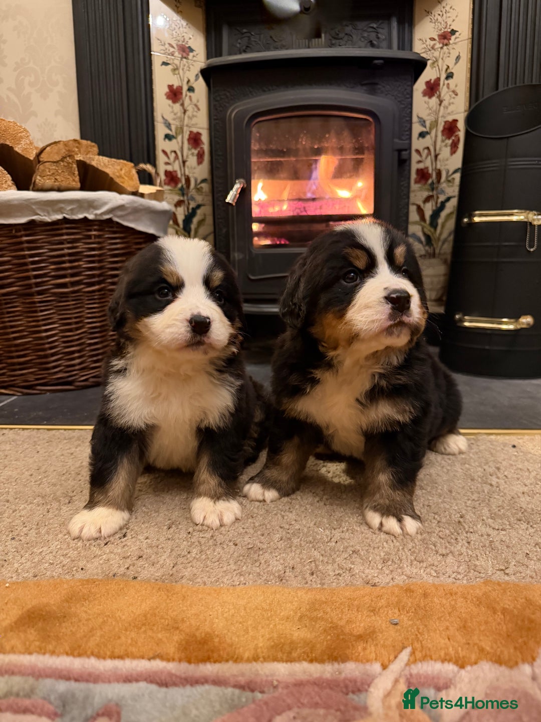 Bernese Mountain Dog dogs for sale: KC Registered BMD Available  - Image 5