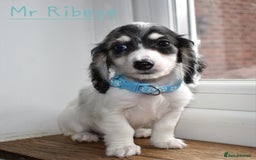 Miniature Dachshund dogs for sale: Miniature Dachshund Puppies - Image 4