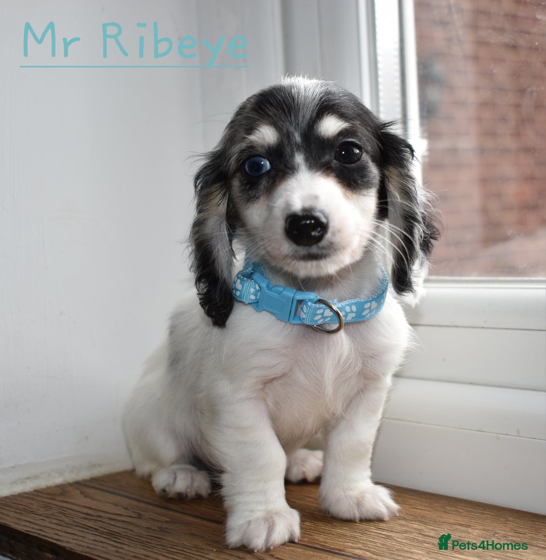 Miniature Dachshund dogs for sale: Miniature Dachshund Puppies - Image 4