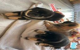Japanese Shiba Inu dogs for sale: Japanese Shiba Inu  - Image 2