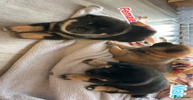 Japanese Shiba Inu dogs - Advert 2