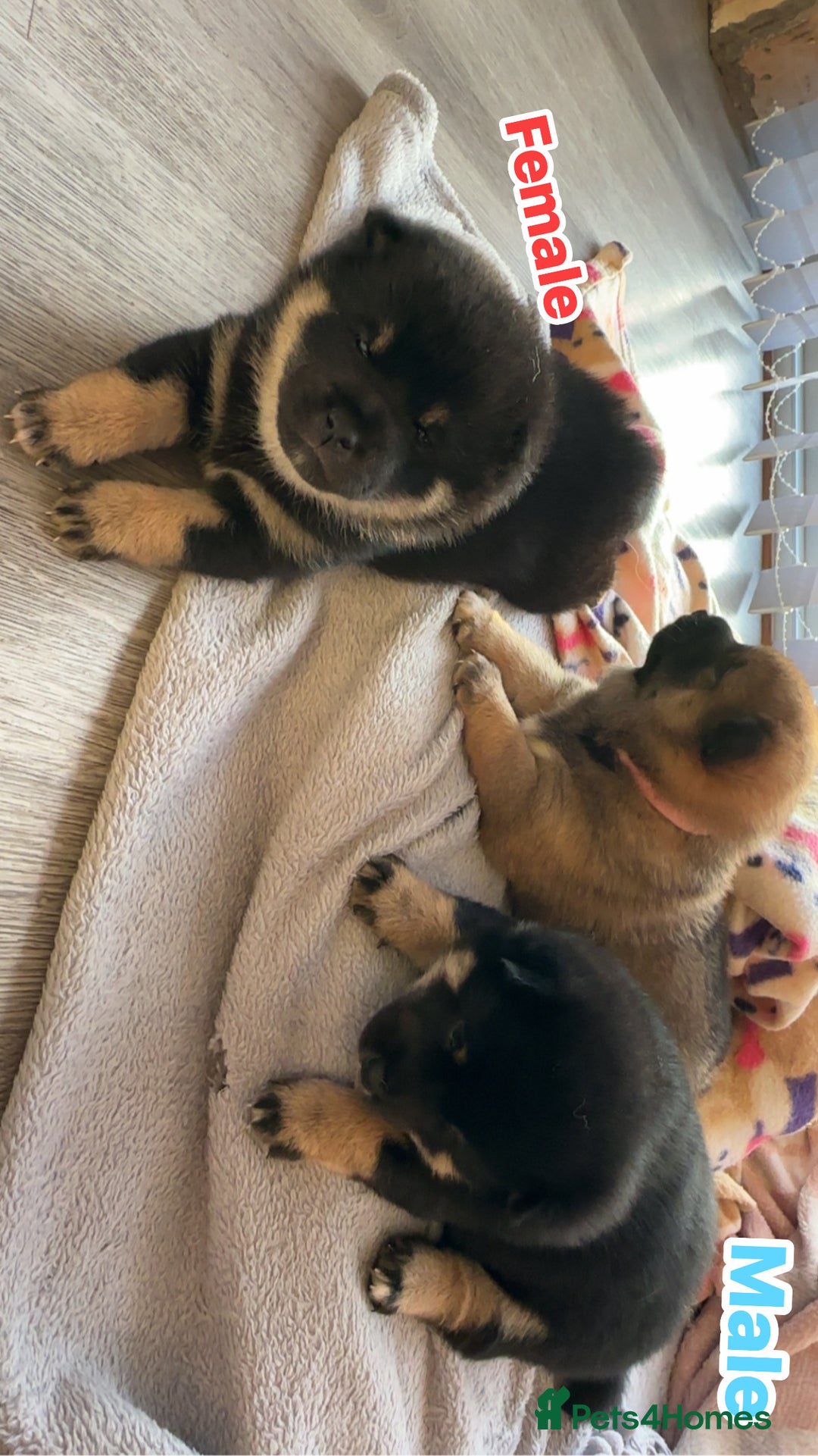 Japanese Shiba Inu dogs for sale: Japanese Shiba Inu  - Image 2