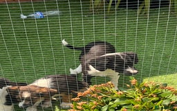 Border Collie dogs for sale: Border collie puppies - Image 5