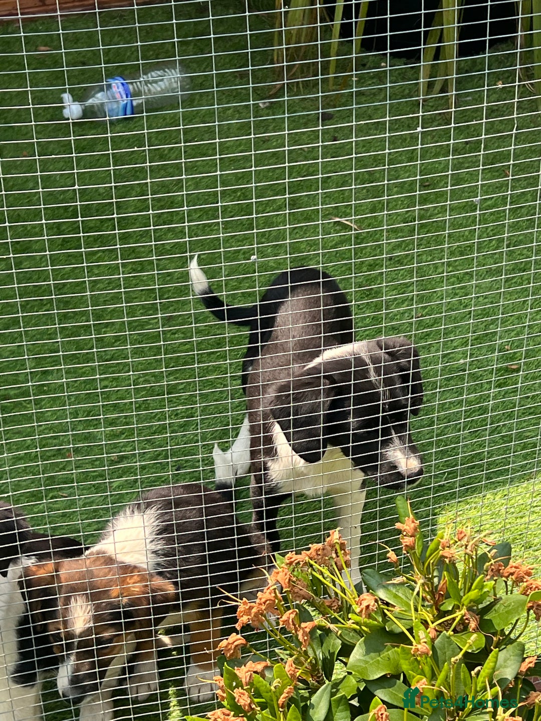 Border Collie dogs for sale: Border collie puppies - Image 5