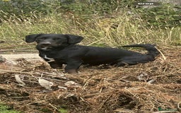 Mixed Breed dogs for sale: Patterdale X cocker spaniel  - Image 2