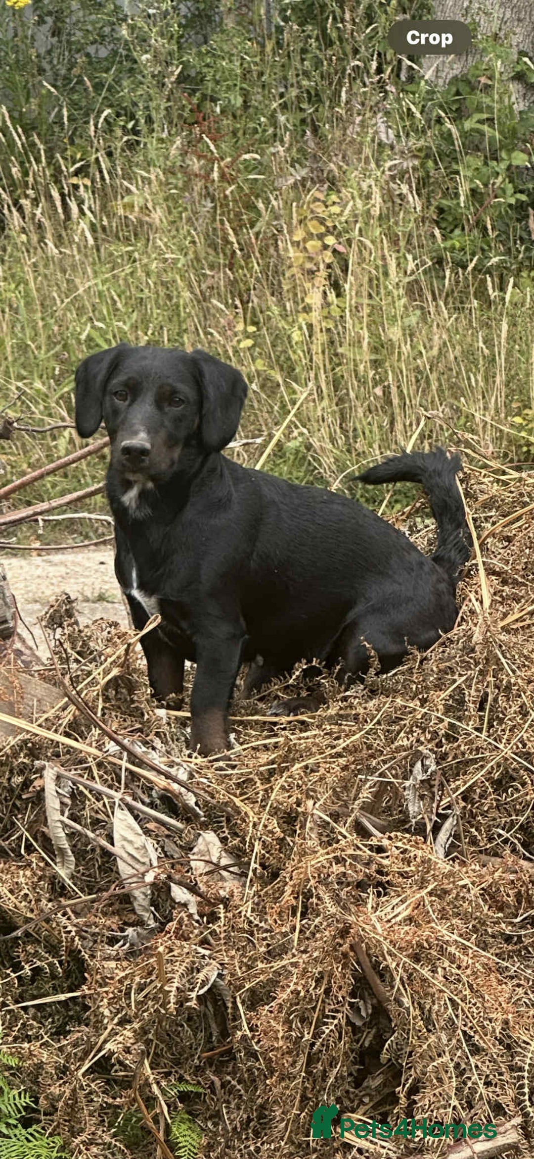 Mixed Breed dogs for sale: Patterdale X cocker spaniel  - Image 2