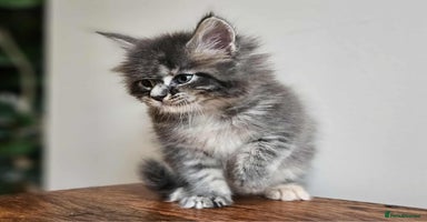 Maine Coon cats - Advert 12