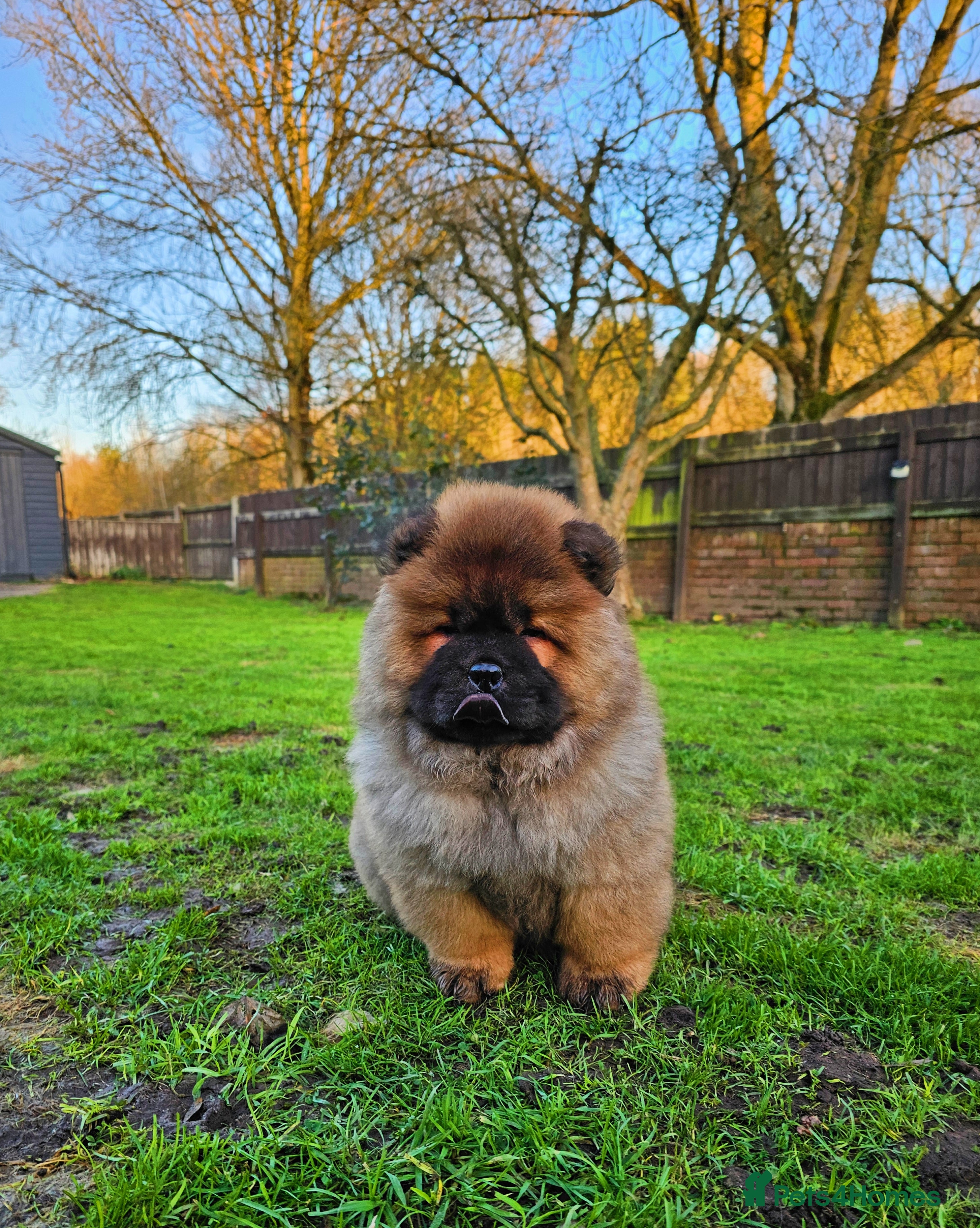 Chow Chow dogs Crufts pedigree puppy  - Advert 2