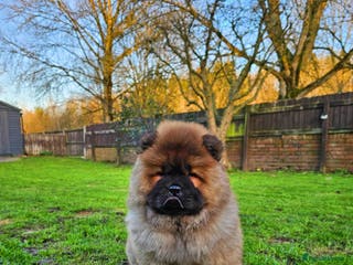 Chow Chow dogs Crufts pedigree puppy - Advert 2