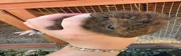 Guinea Pig rodents for sale: Male guinea pigs ready to leave soon  - Advert 8