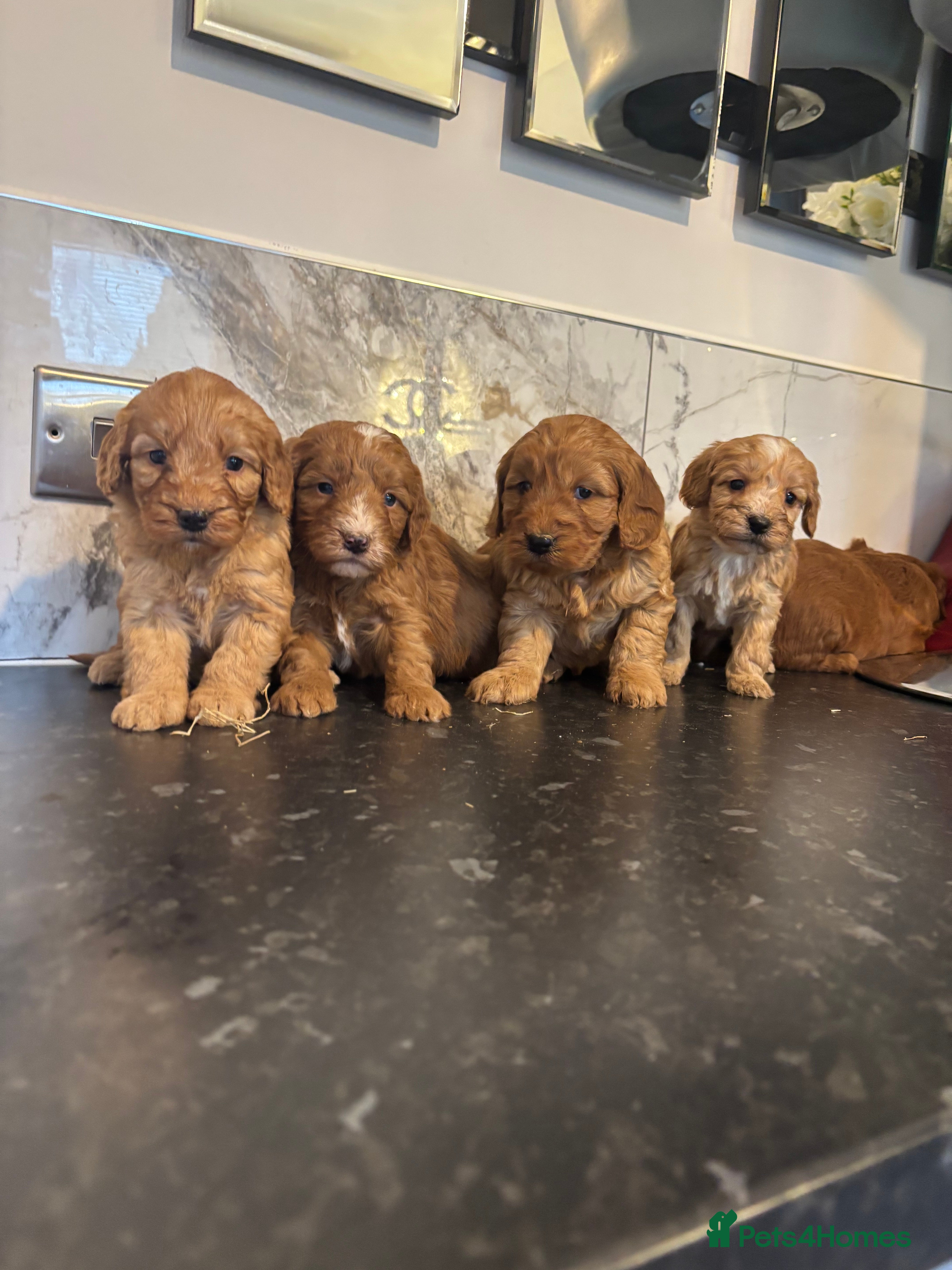 Maltipoo dogs Teddy bear maltipoo puppies (toy poodle) - Advert 5