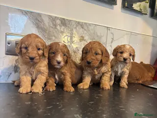 Maltipoo dogs Teddy bear maltipoo puppies (toy poodle) - Advert 5