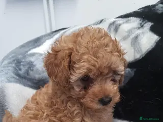 Miniature Poodle dogs Kc Reg Miniature Poodles Available Now - Advert 15