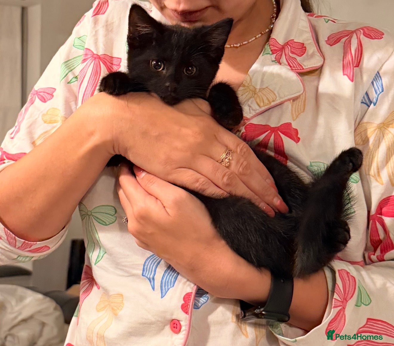 Mixed Breed cats  🐈‍⬛ 🐾 Last Kitten! Affectionate Purring Boy 💙 - Advert 7