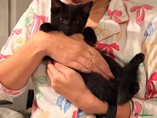 Mixed Breed cats 🐈⬛ 🐾 Last Kitten! Affectionate Purring Boy 💙 - Advert 8