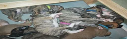 Lurcher dogs for sale: Stunning lurcher puppies - Advert 8