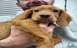 Cocker Spaniel dogs for sale: Working cocker spaniel - champion bloodlines  - Image 3