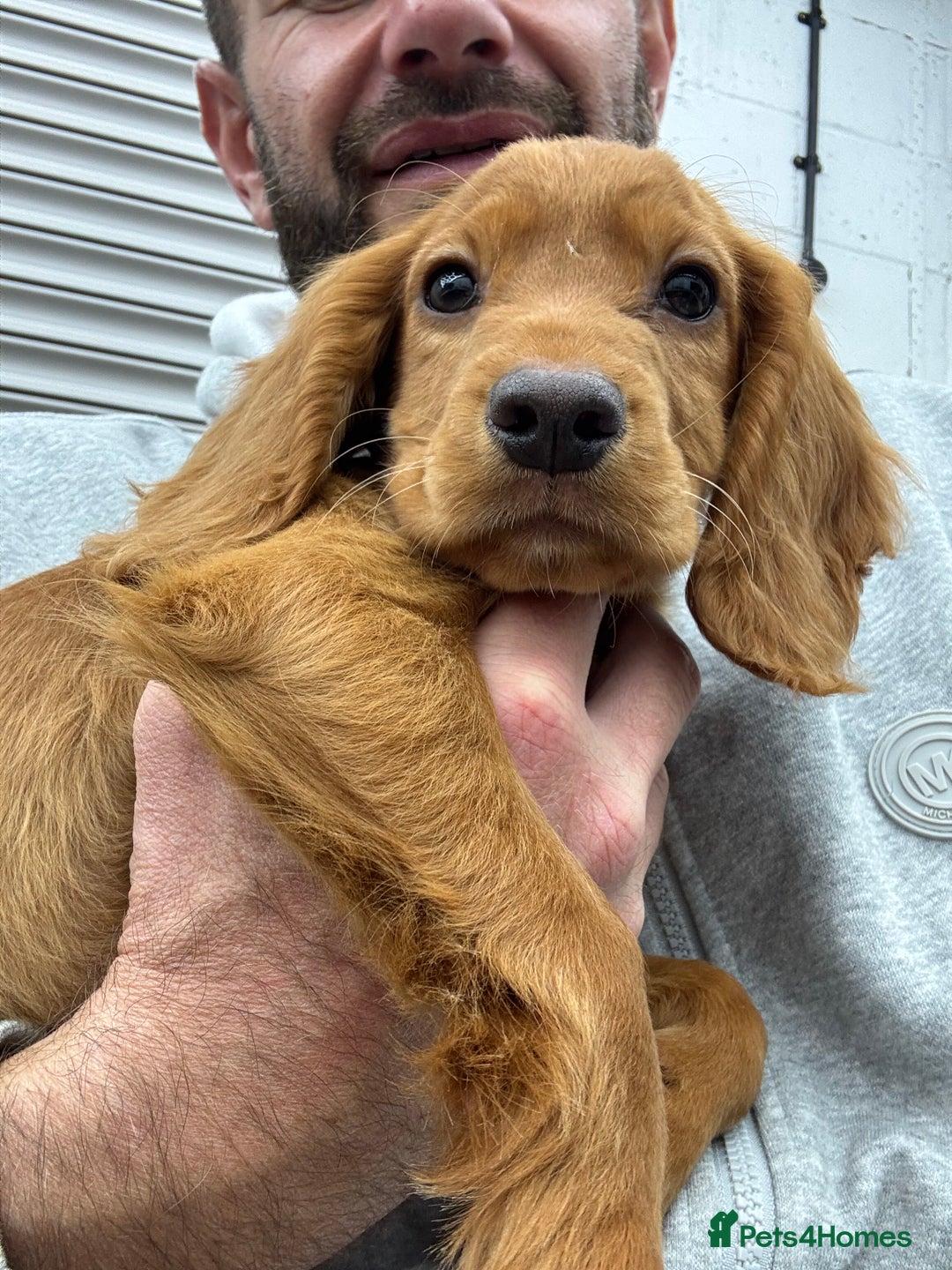 Cocker Spaniel dogs for sale: Working cocker spaniel - champion bloodlines  - Image 3