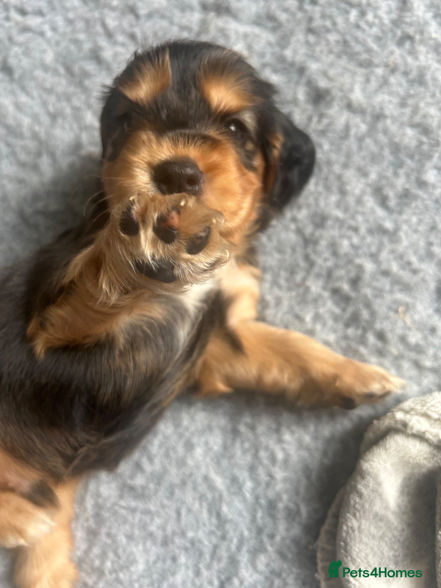 Cocker Spaniel dogs Stunning KC Reg Black & Tan Show Cocker puppies  - Advert 7