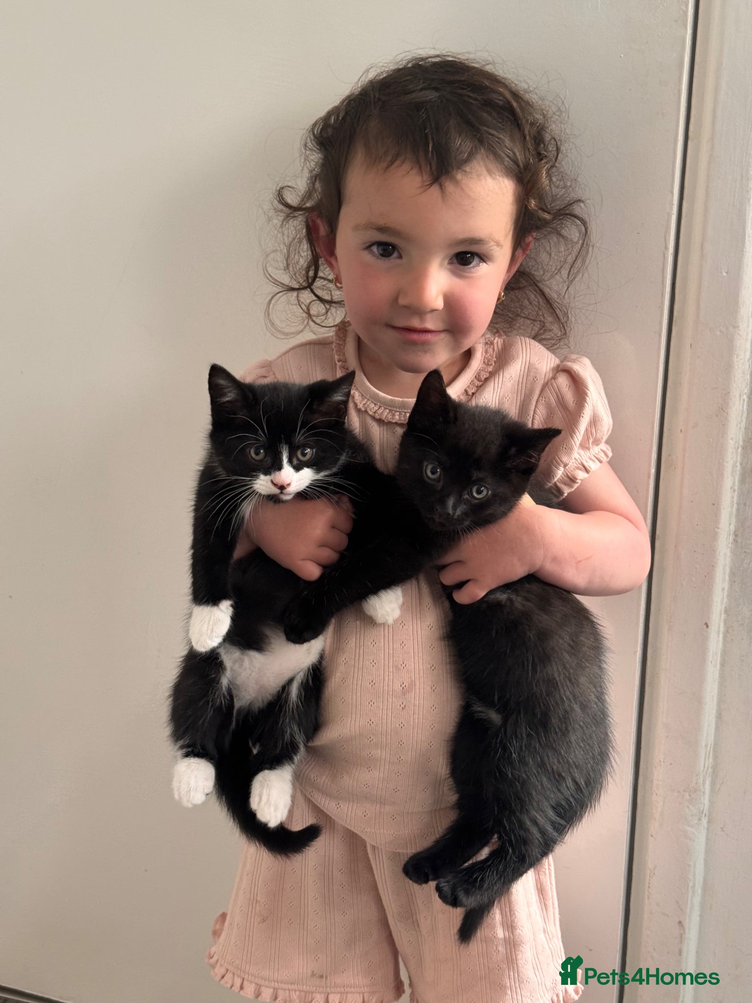 Mixed Breed cats Mixed breed fluffy kittens - Advert 17