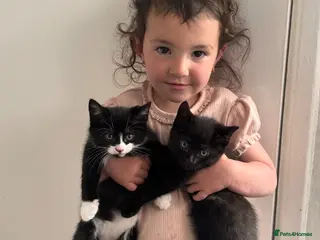 Mixed Breed cats Mixed breed fluffy kittens - Advert 17