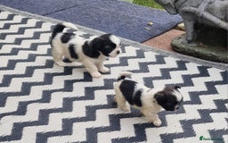 Shih Tzu dogs for sale: wonderful puppies  - Image 10