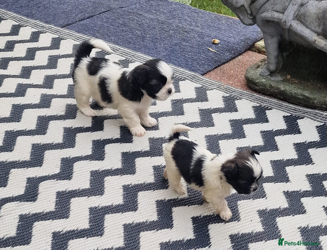 Shih Tzu dogs for sale: wonderful puppies  - Image 10