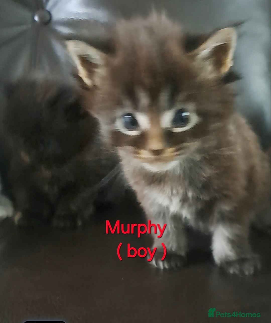 Maine Coon cats for sale: Pedigree maine coon kittens - Advert 11