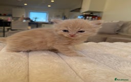 Ragdoll cats for sale: 🎄 Rare Ragdoll Kittens – Ready for Christmas! 🎄 - Advert 4