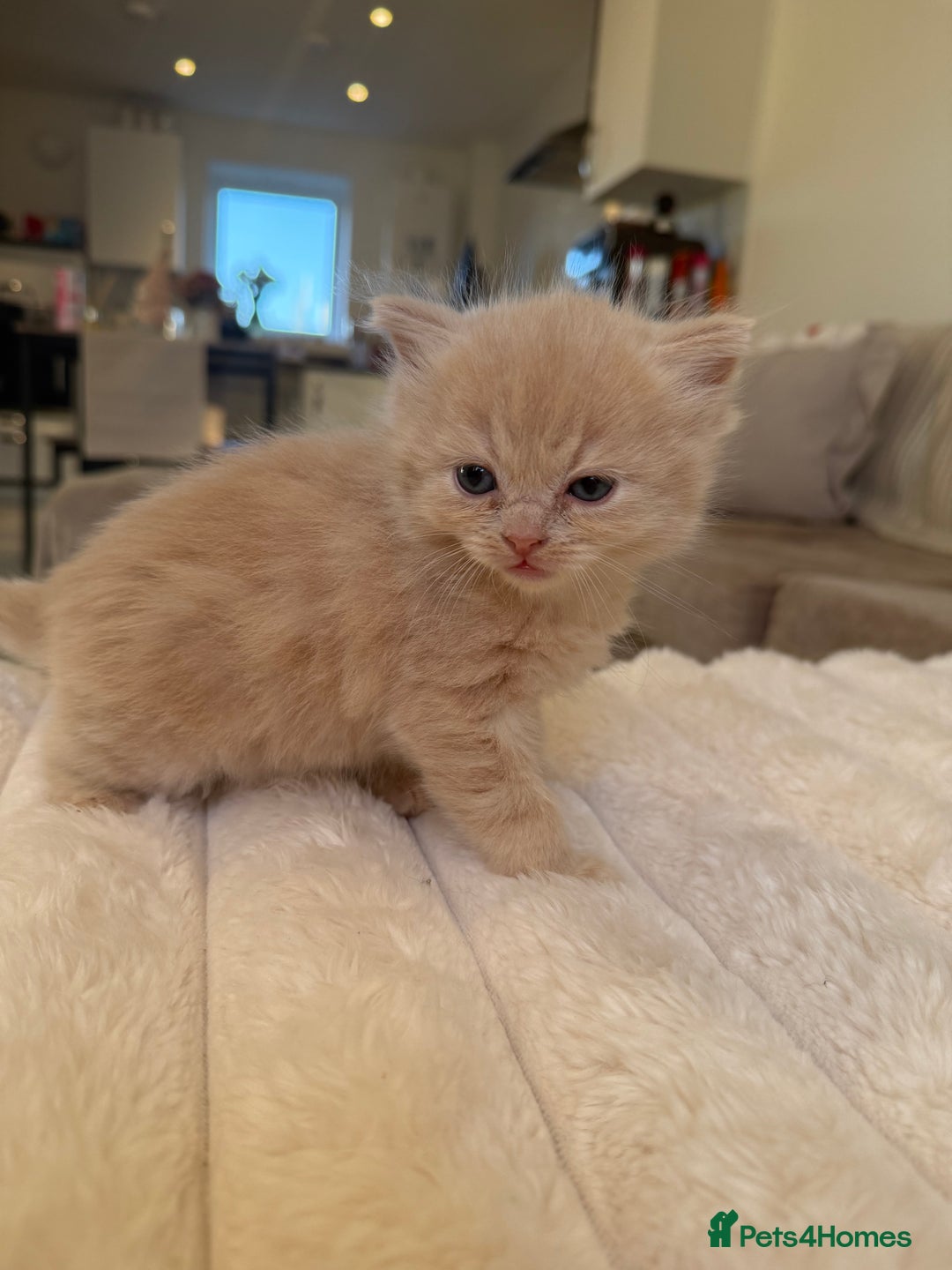 Ragdoll cats for sale: 🎄 Rare Ragdoll Kittens – Ready for Christmas! 🎄 - Advert 4