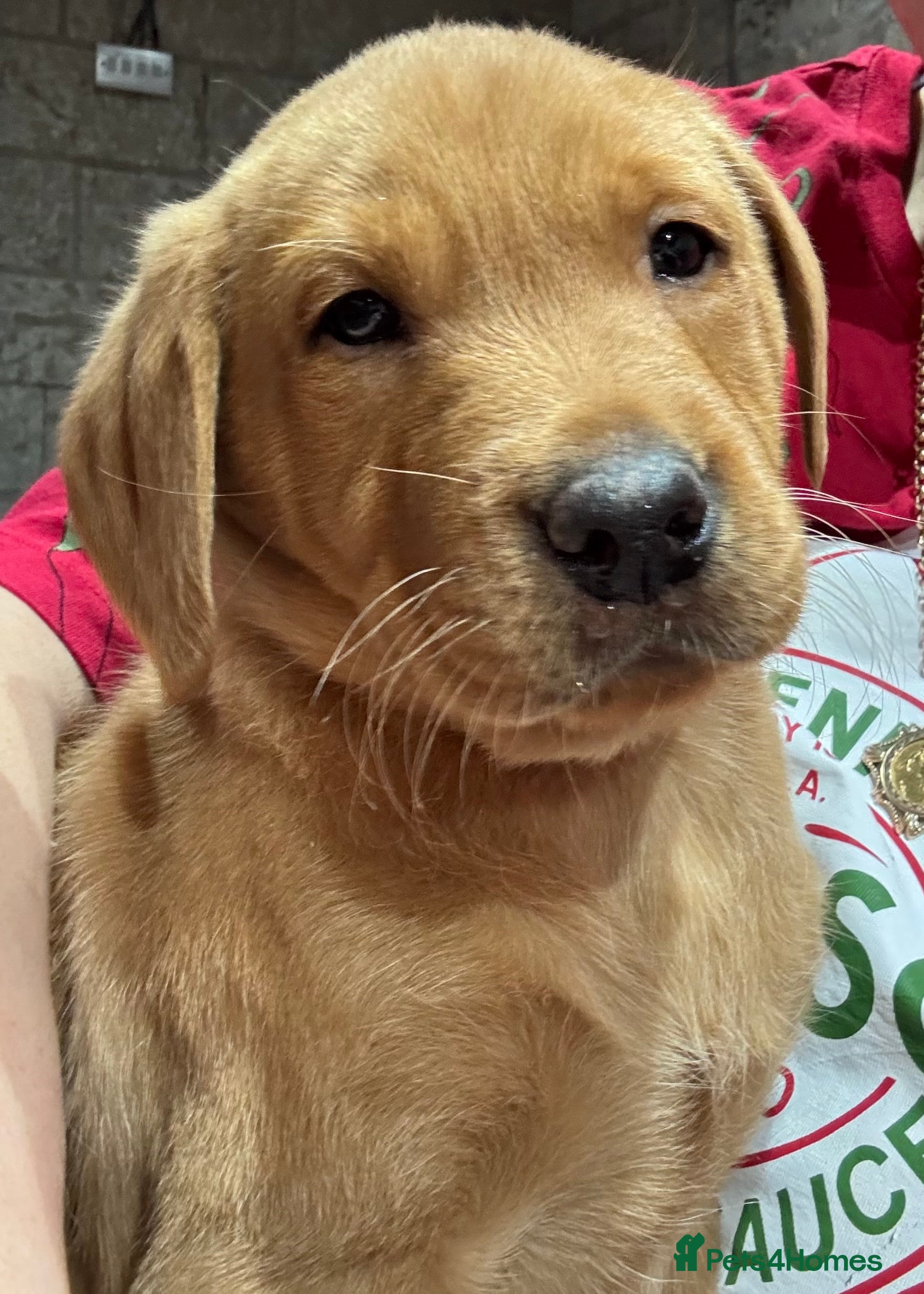 Labrador Retriever dogs Fox red Labradors pups - Advert 6