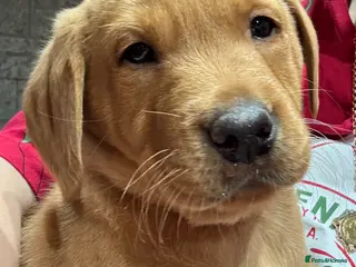 Labrador Retriever dogs Fox red Labradors pups - Advert 6