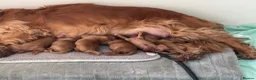 Cocker Spaniel dogs for sale: KC SHOW COCKER SPANIEL PUPS GOLDEN - Advert 4