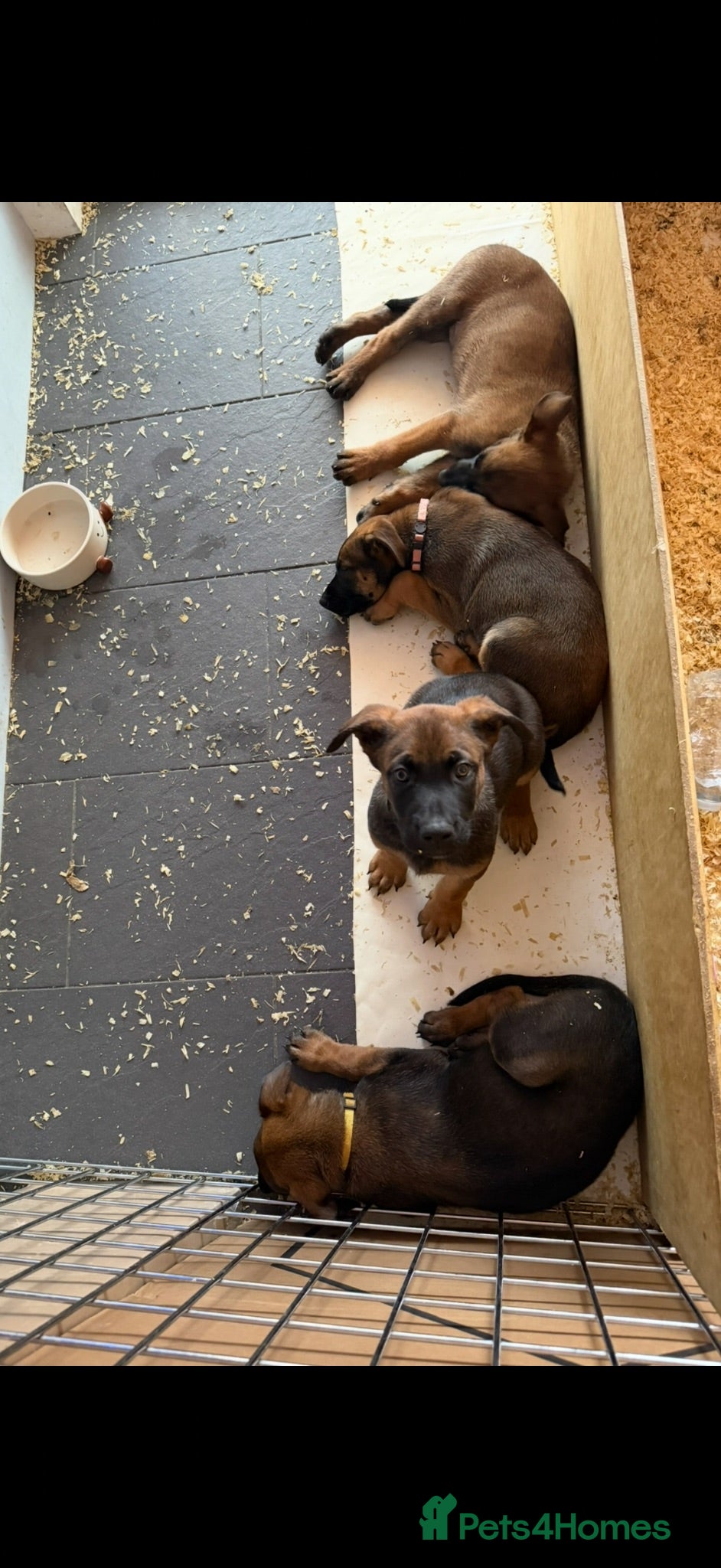 Belgian Shepherd Dog dogs Belgian Malinois puppies for sale!  - Advert 2