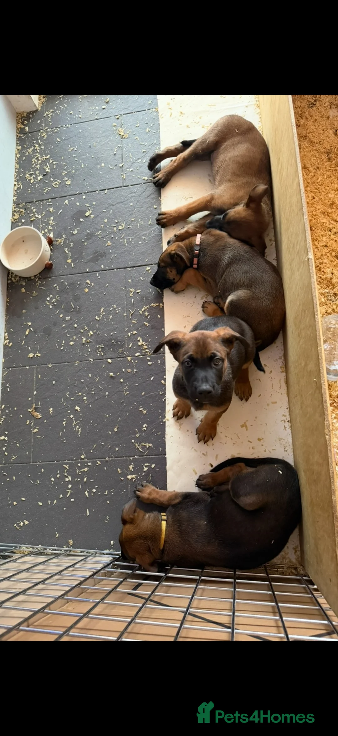 Belgian Shepherd Dog dogs for sale: Belgian Malinois puppies for sale!  - Advert 2